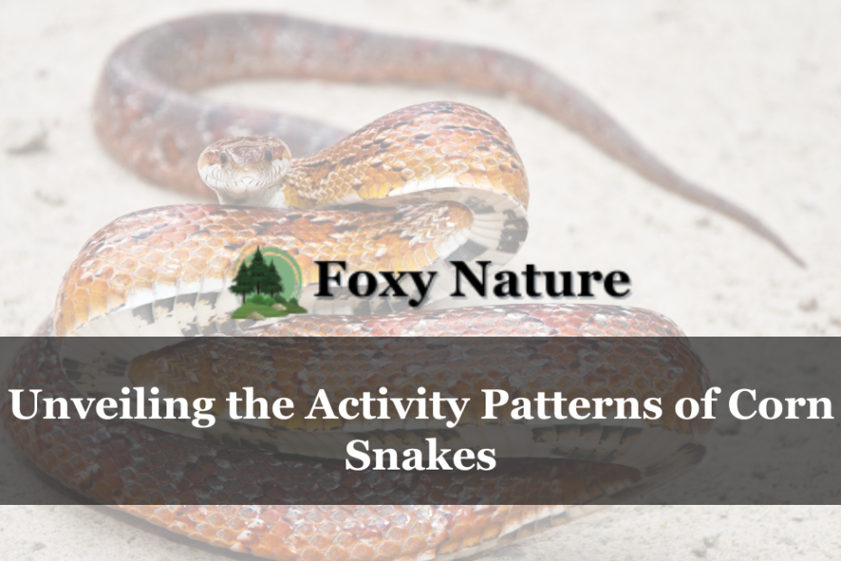 Unveiling the Activity Patterns of Corn Snakes