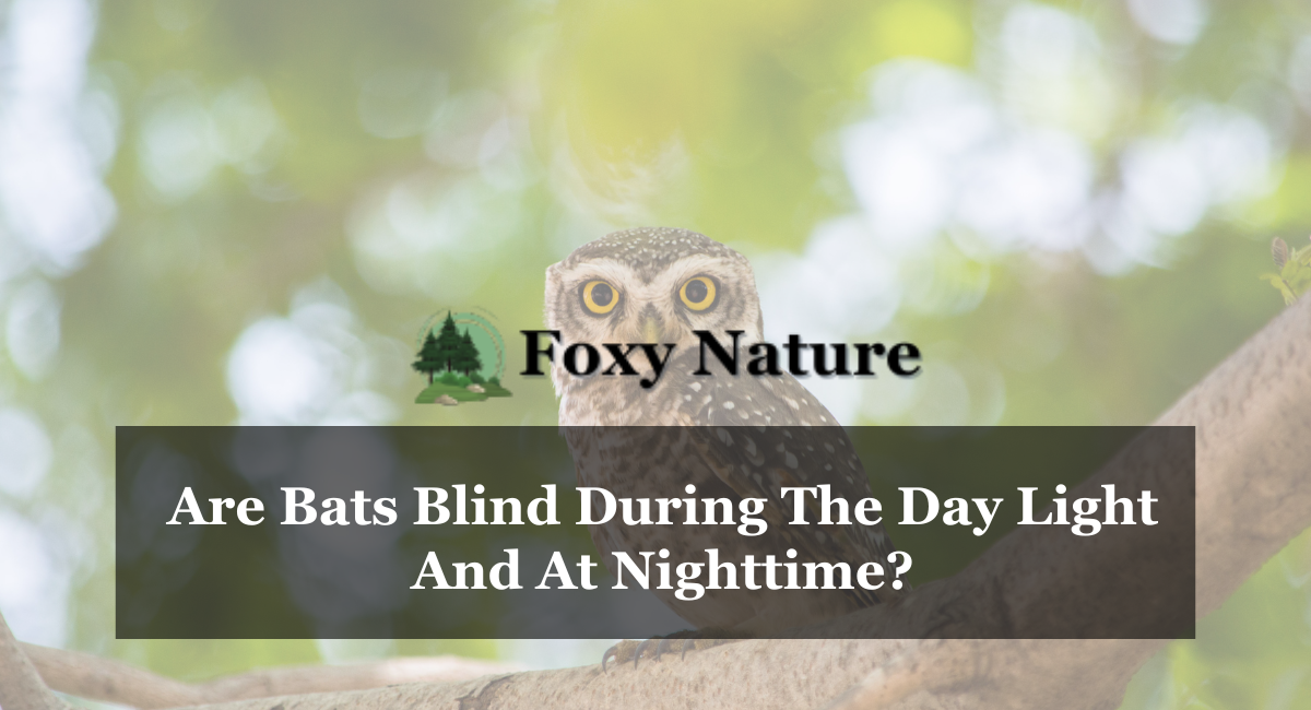 Are Bats Blind During The Day Light And At Nighttime?