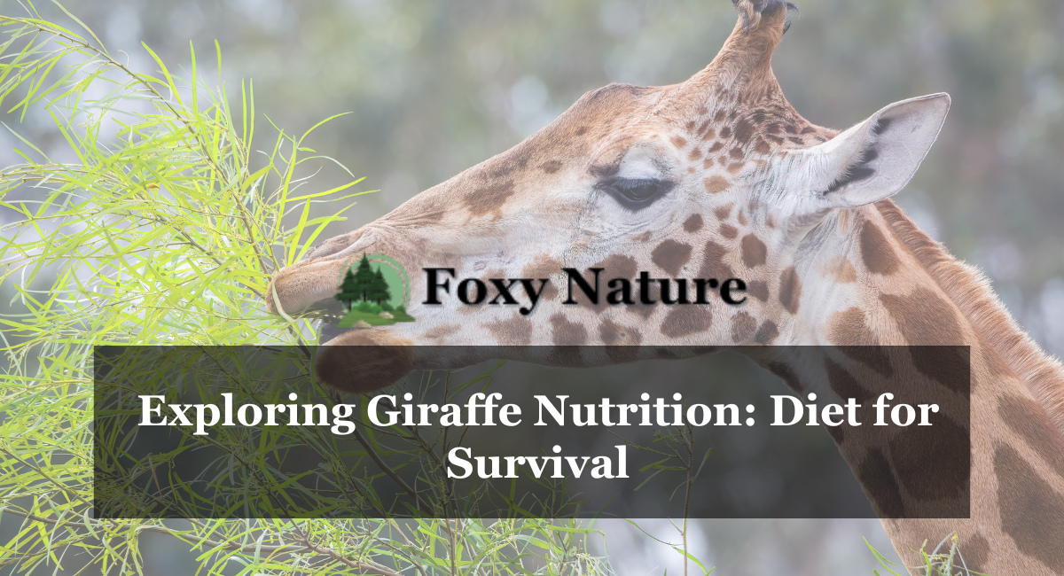 Exploring Giraffe Nutrition: Diet for Survival