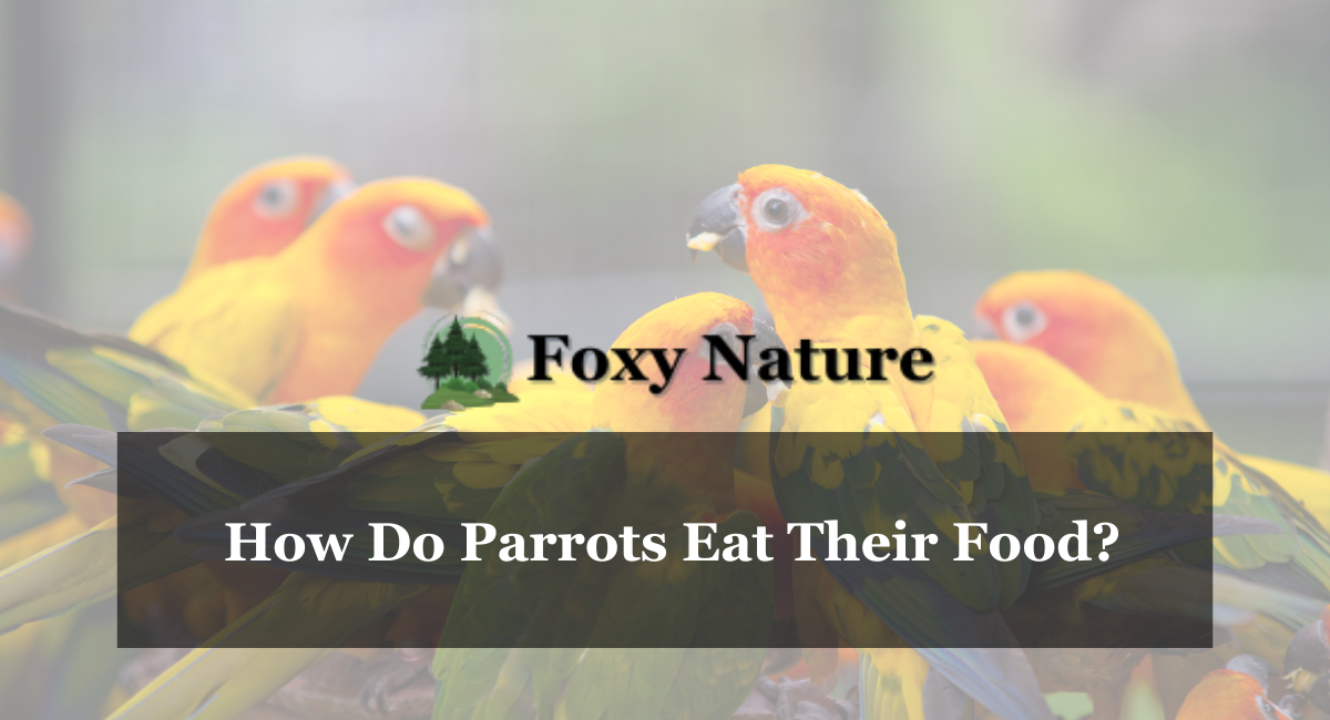 How Do Parrots Eat Their Food?