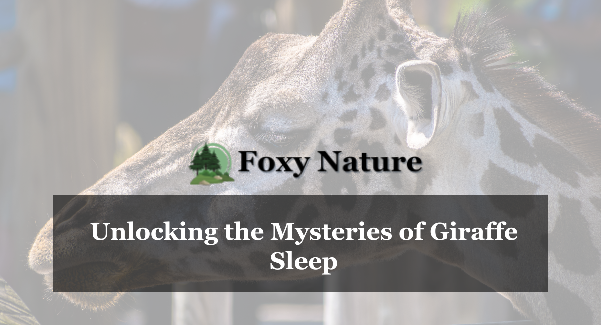 Unlocking the Mysteries of Giraffe Sleep