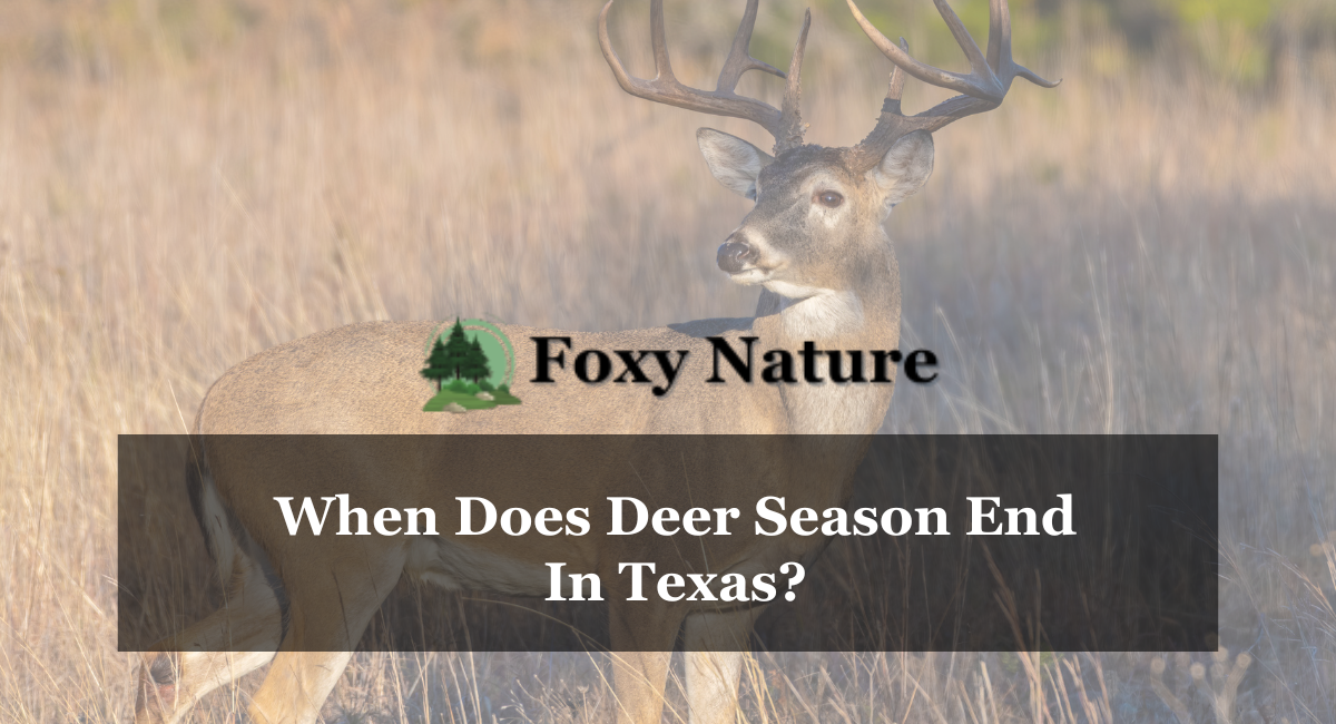 When Does Deer Season End In Texas? Foxy Nature