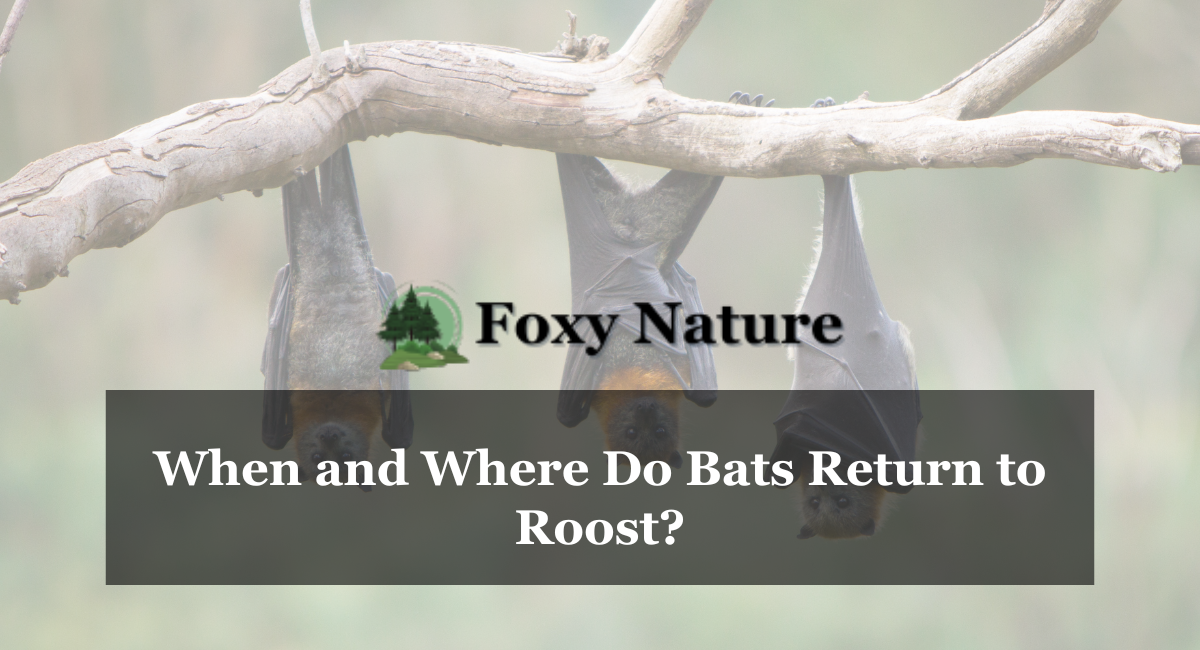 When and Where Do Bats Return to Roost?